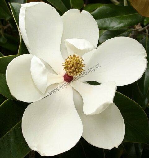 Magnolie grandiflora na kmínku 230/260 cm, (neopadavý druh), v květináči Magnolia grandiflora Gallisoniensis